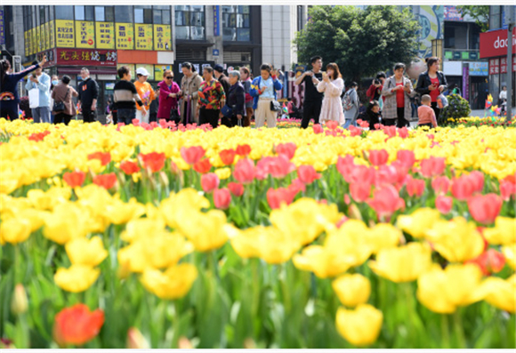 3月24日，市民在重庆市巴南区龙洲湾商街赏花观光。新华社记者 唐奕 摄1