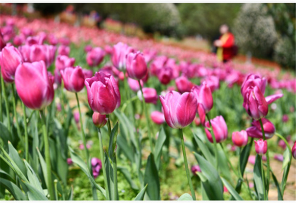 3月23日，游客在贵州省龙里县龙架山国家森林公园赏花观光。新华社记者 杨文斌 摄2