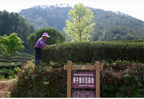 3月23日，茶农在武夷山星村镇燕子窠生态茶园除草。新华社记者 姜克红 摄
