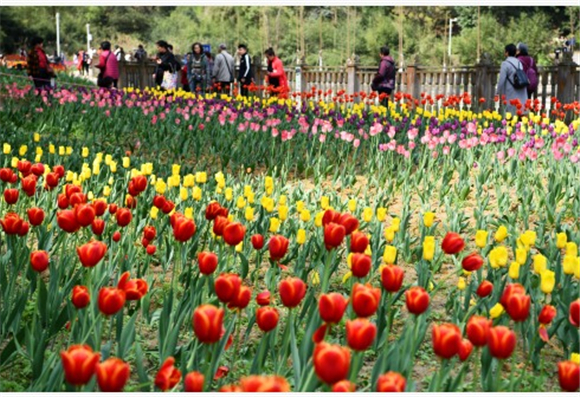 3月23日，游客在贵州省龙里县龙架山国家森林公园赏花观光。新华社记者 杨文斌 摄1