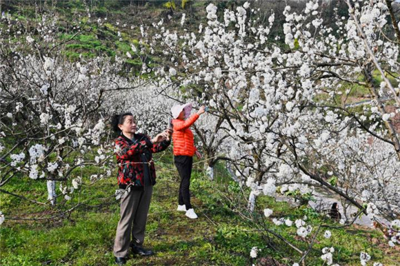 游客在樱桃花下拍照。通讯员 冯亚宏 摄