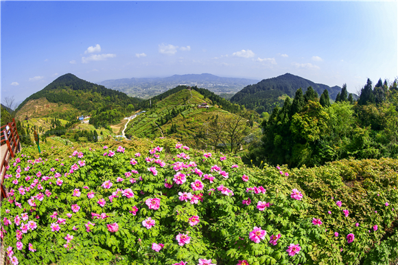 华夏牡丹园是西南地区目前唯一拥有高山喀斯特地貌为特色的牡丹花卉景区。垫江县委宣传部供图 华龙网发