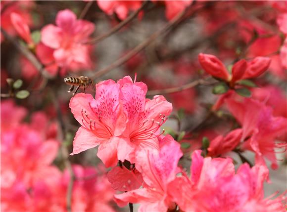艳丽的杜鹃花吸引蜜蜂驻足。通讯员 袁治卫 摄