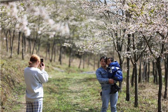 3游客在樱花林拍照。特约通讯员 廖唯 摄