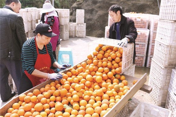 工人正在挑拣刚采摘下来的柑橘。通讯员 谭明涛 摄