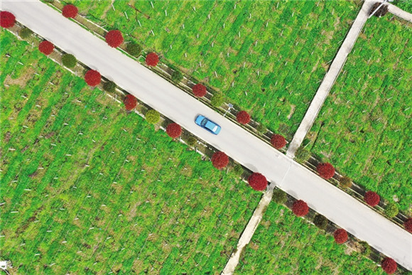 一辆自驾游车行驶在黔江区市级现代农业产业园猕猴桃种植基地的红石楠产业路上。通讯员杨敏摄
