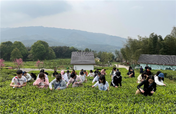 青年学子在体验采茶。通讯员 杨云 摄