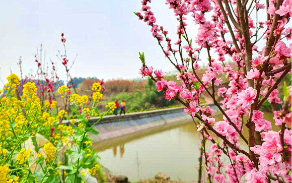 1  竞相绽放的桃花、油菜花。  丰都县文旅委供图  华龙网发