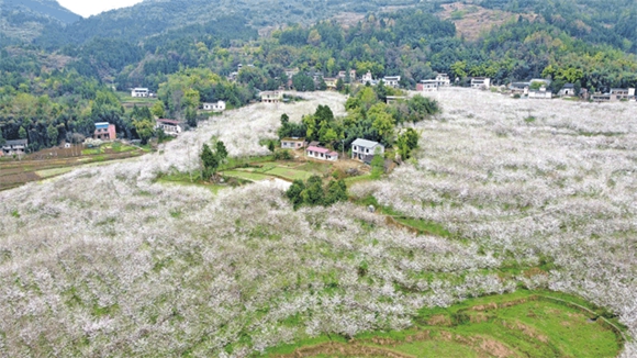 铁门乡长塘村樱花园，漫山遍野的樱花如雪般覆盖着村庄。通讯员向成国摄