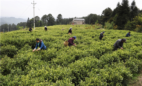 涪陵同乐乡1500亩茶叶全面开采预计产值2000万元