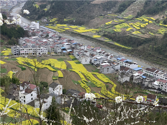 进入3月，白色的李花与金黄色的油菜花扮靓了徐家镇各个村庄。徐家镇供图 华龙网发