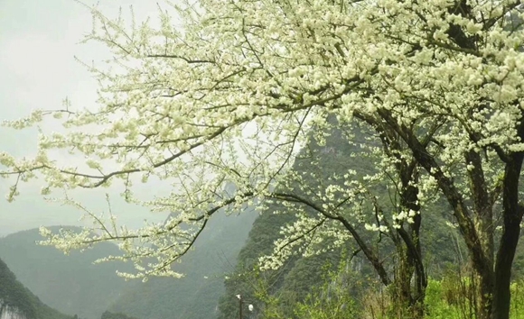 涪陵武陵山大裂谷景区三八节女性游客免门票赏春色。 景区供图 华龙网发
