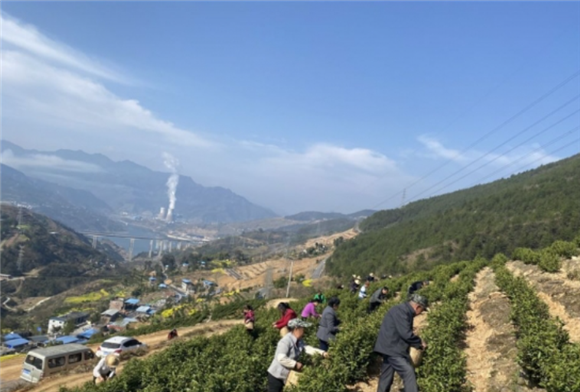 奉节县汾河镇白茶园里春暖茶飘香茶农采茶忙