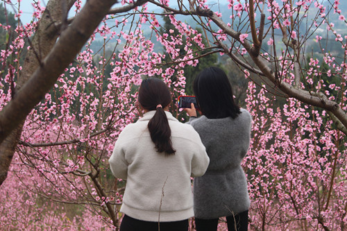 客正在欣赏桃园的桃花。通讯员 邓帮华 摄