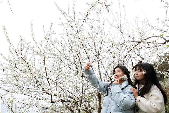 游客倘徉花海里赏花、拍照。2
