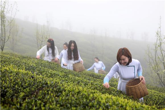 巾帼志愿者在茶园采摘茶叶。通讯员 陈仕川 摄