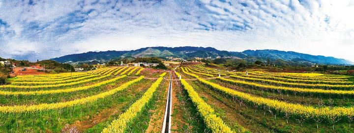 三圣镇德圣村三生三世桃花基地。通讯员 秦廷富 摄