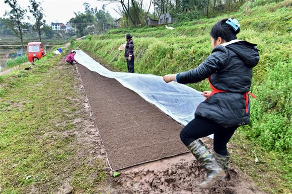 农民为水稻旱育秧覆盖薄膜。通讯员 李达元 摄