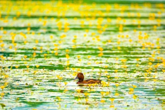 双桂湖中的白眼潜鸭。通讯员 杨秀勇 摄