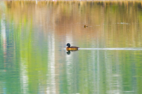 双桂湖中的青头潜鸭。通讯员 杨秀勇  摄