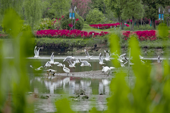 梁平：双桂湖国家湿地公园成为候鸟歇脚的“星级酒店”