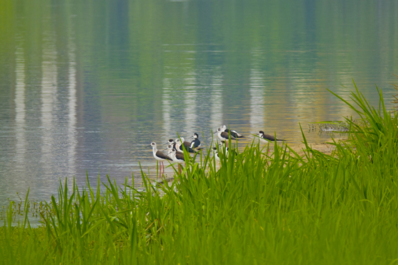 双桂湖中的黑翅长脚鹬。通讯员 杨秀勇 摄