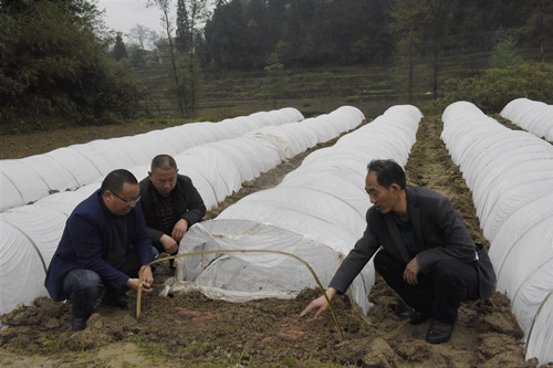 2镇村干部在查看红薯种发芽情况。特约通讯员 隆太良 摄