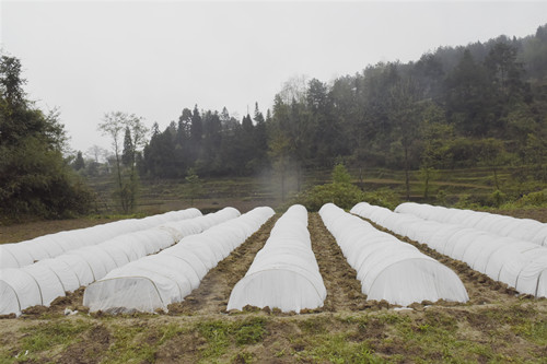 3马武镇打造的红薯育苗基地。特约通讯员 隆太良 摄