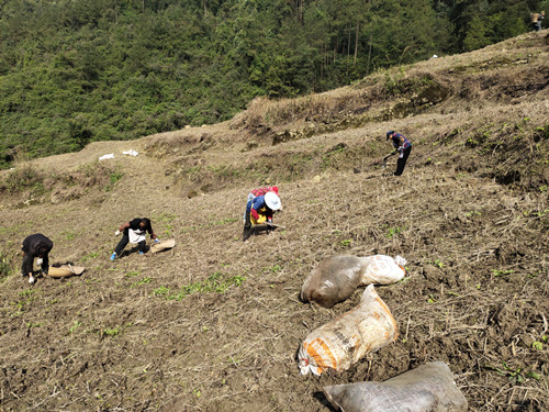 务工村民在种植牧草。通讯员 刘光艳 摄