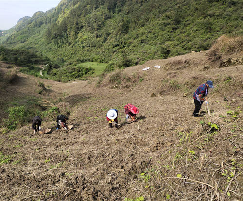 务工村民在种植牧草。通讯员 刘光艳 摄1
