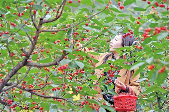 市民在樱桃园中采摘樱桃。通讯员 王雄 摄