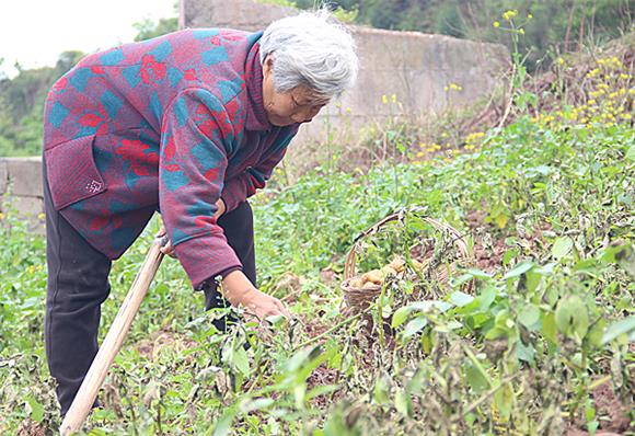 农妇正在采挖春洋芋。通讯员 李达元 摄