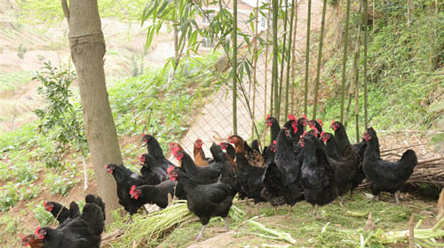 长沟村村民圈养的土鸡。特约通讯员 隆太良 摄