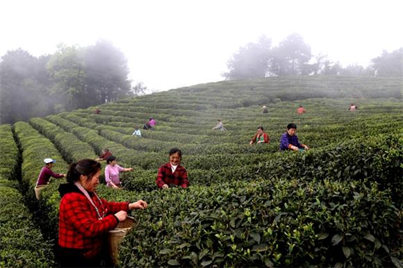 村民们在茶场务工采茶。通讯员 侯祥供图