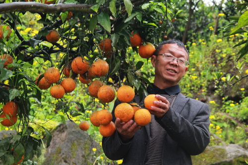 合川双槐镇“双槐红”柑橘熟了。特约通讯员 周云 摄