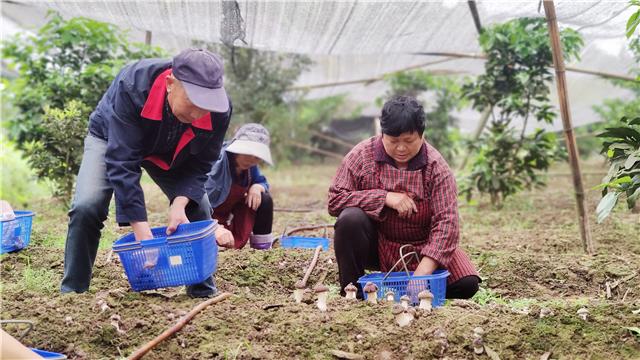 村民采收赤松茸。通讯员 姜春 摄
