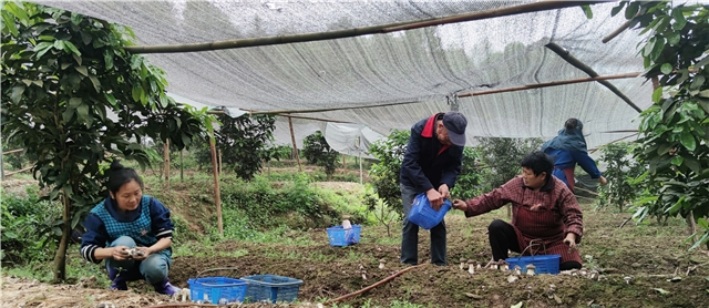 村民正在采收赤松茸。通讯员 姜春 摄