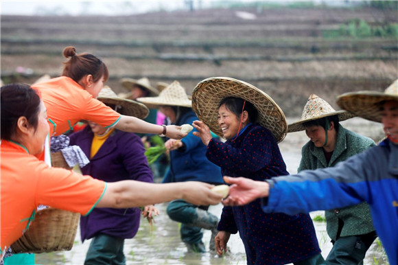 4月20日，万石耕春粮油公园耕春节现场，农村妇女向田内插秧的人们送上米糕。向成国 摄