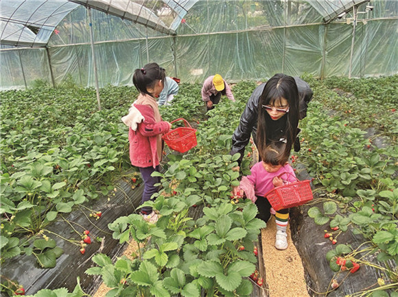 市民在草莓园里采摘草莓。通讯员 何韵婷 摄