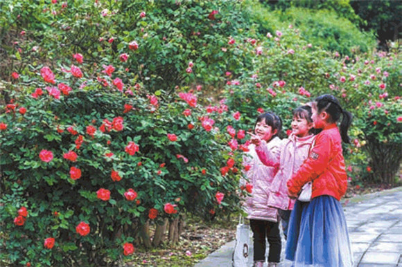 1梁平·金城古寨玫瑰园，小朋友在赏花。通讯员 熊伟 摄