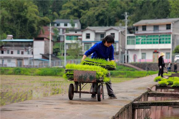 村民将秧苗运往基地。通讯员 刘滨清 摄