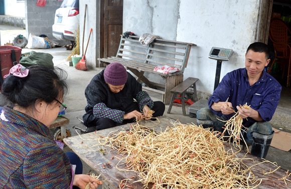 村民们正在清理折耳根。通讯员 刘琴文 摄