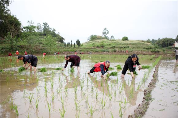 4月28日，志愿者们在秧田里插秧苗。通讯员 陈仕川 摄