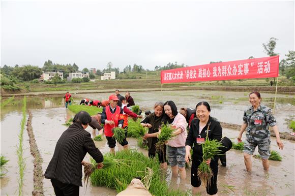 4月28日，人大代表在秧田里开心捆秧苗。通讯员 陈仕川 摄