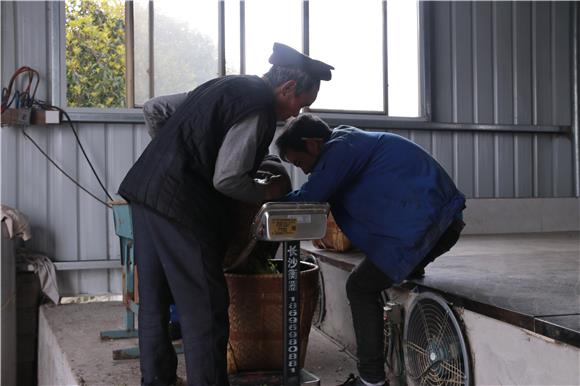 茶农正在茶叶加工厂售卖当天采摘下来的茶叶。通讯员 杨丽华 摄。通讯员 杨丽华 摄
