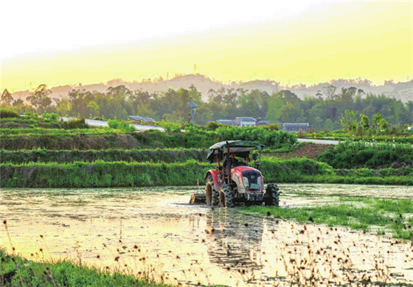 安胜镇龙印村，村民驾驶耕田机在耕田，为插秧作准备。通讯员 熊伟 摄