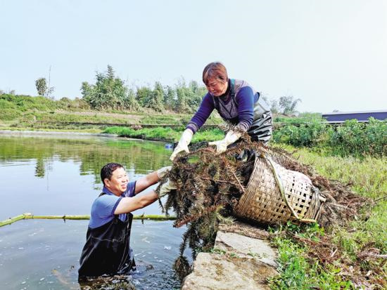 罗良清（左一）搬运聚满了鱼卵的水草。通讯员 李雨菁 摄