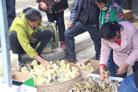 农妇们正在选购鸡鸭鹅苗。通讯员 李达元 摄