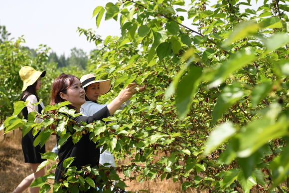 游客在肥西县铭传乡聚星社区桑葚鲜果采摘基地里采摘桑葚。 (2)