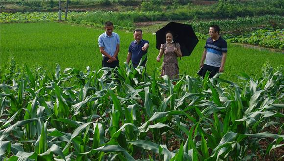 李漱泉（左二）在田间查看新品种玉米长势。 通讯员 陈刚 摄